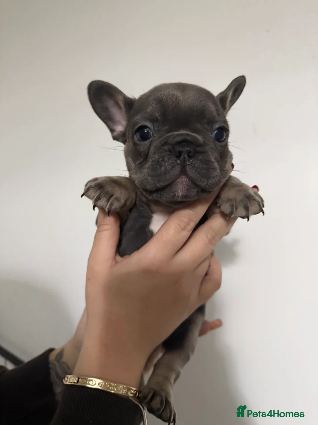 French Bulldog dogs for sale: Quality french bulldogs for sale - Advert 7