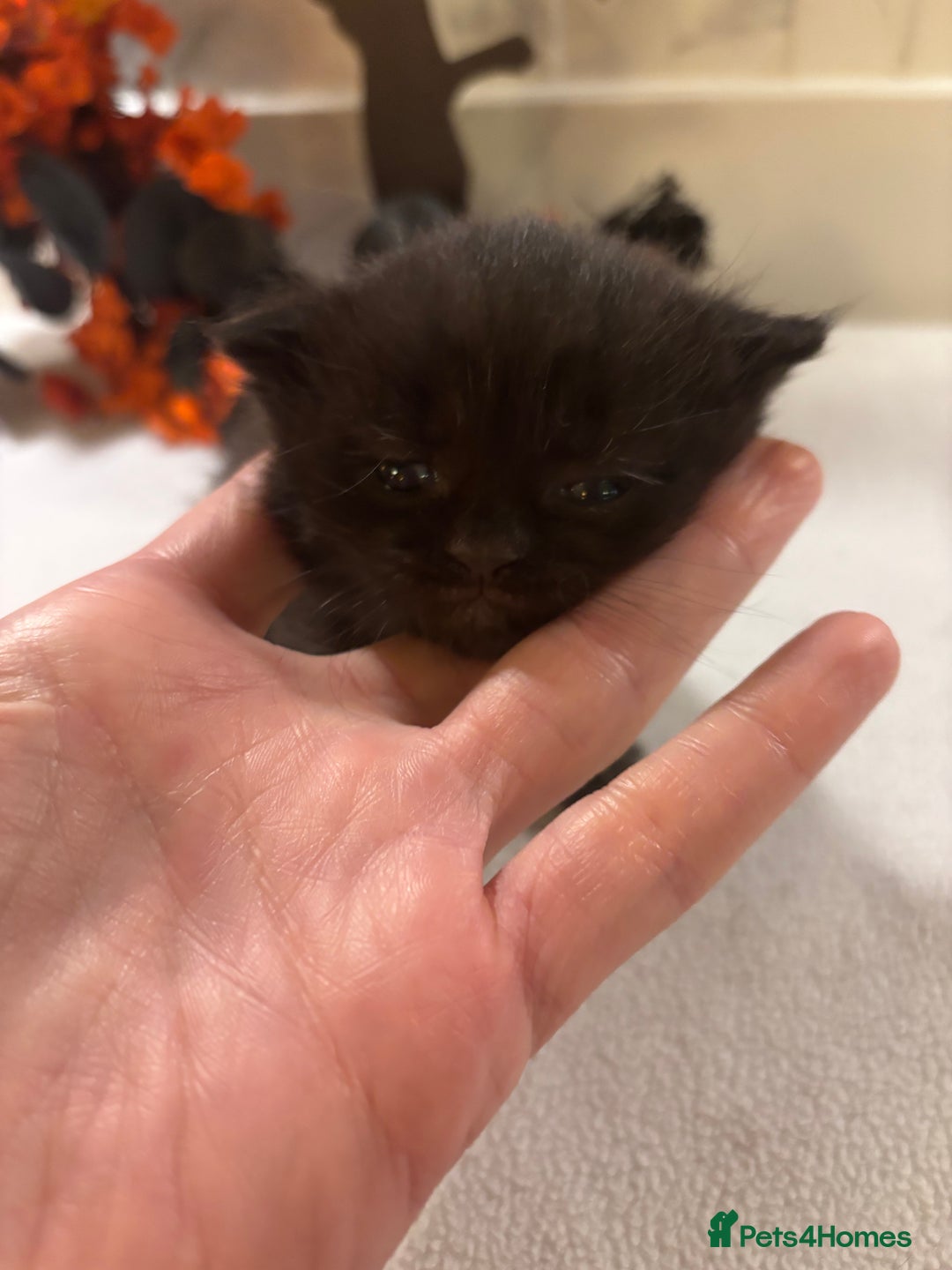 Mixed Breed cats for sale: Mixed British shorthair kittens! 🐈‍⬛  - Image 13
