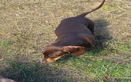 Miniature Dachshund dogs for sale: Fully vaccinated Stunning KCReg Mini Dax last girl in Leeds - Image 10