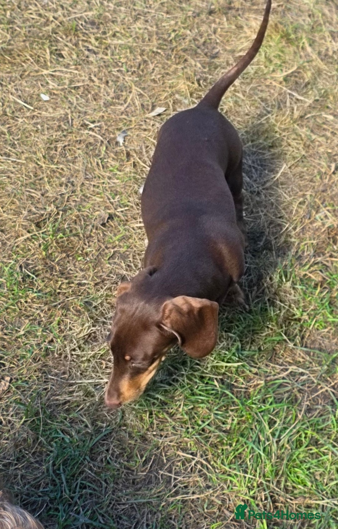 Miniature Dachshund dogs for sale: Fully vaccinated Stunning KCReg Mini Dax last girl in Leeds - Image 10