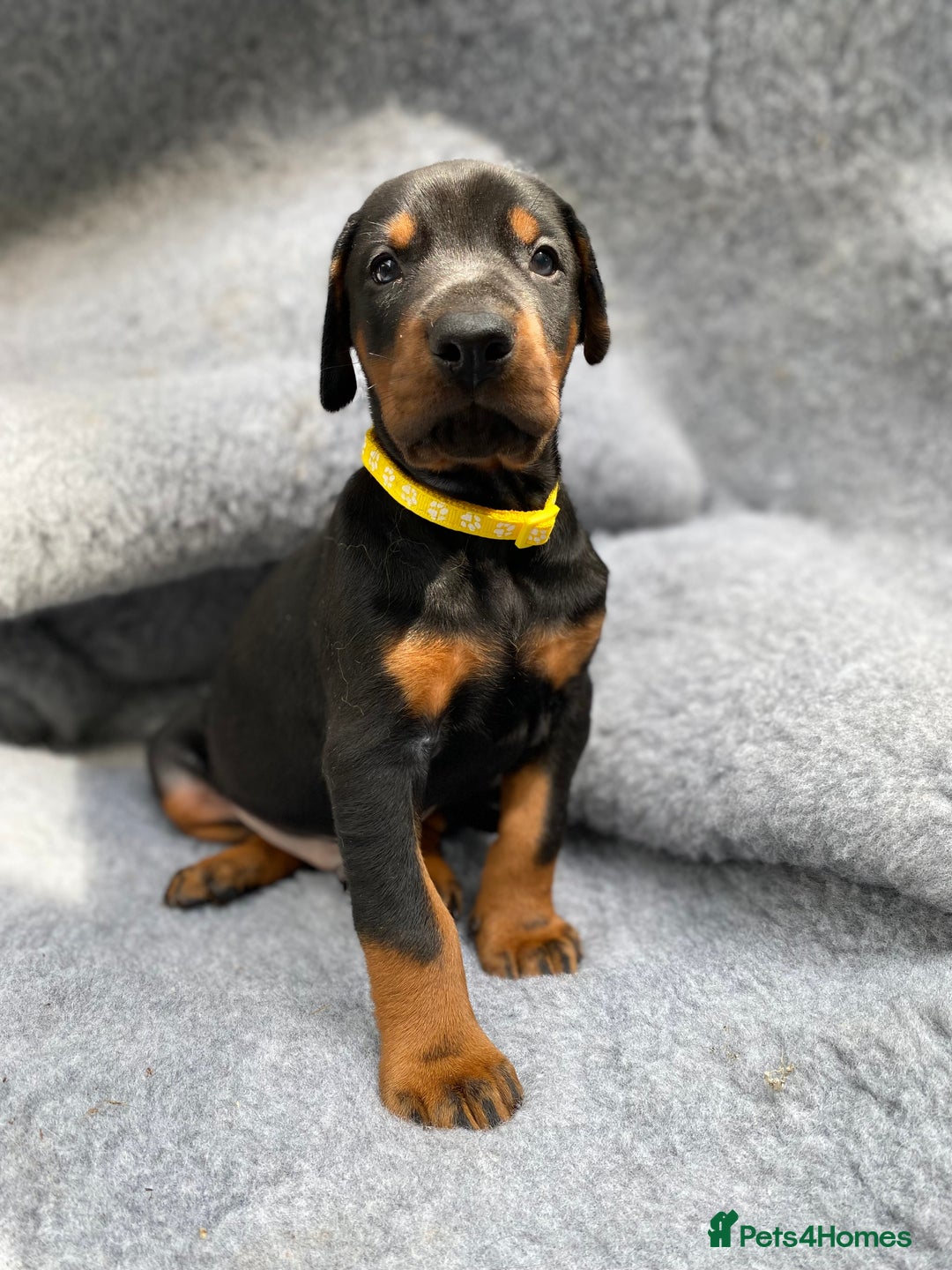 Dobermann dogs for sale: KC REGISTERED DOBERMAN ( 11 months old : Intact) - Advert 32