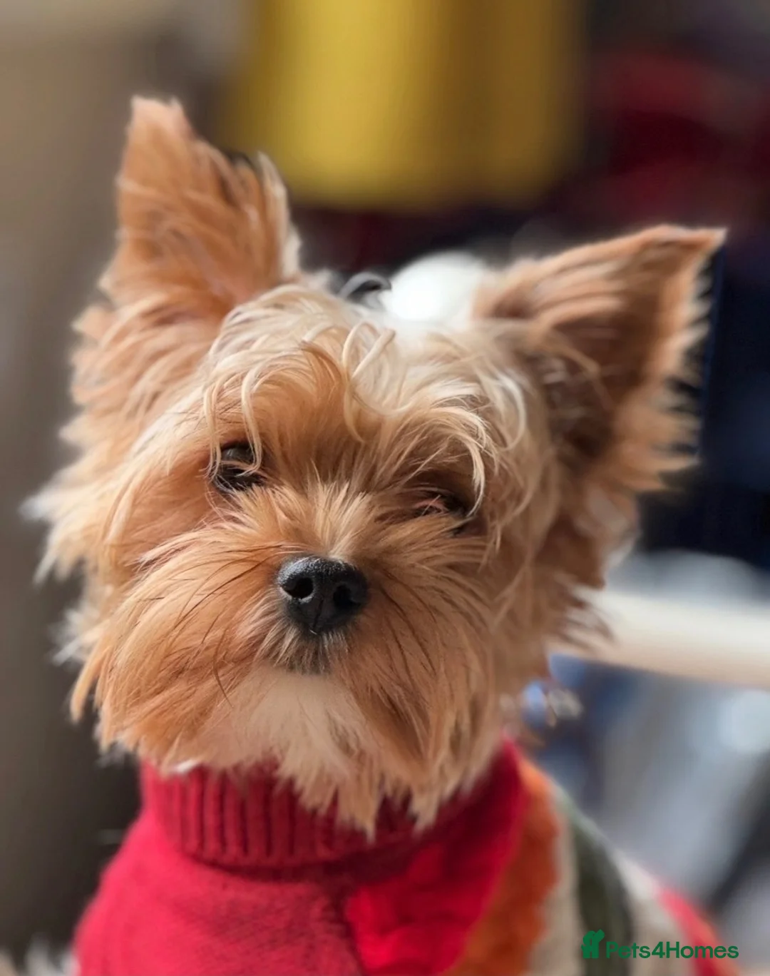 Yorkshire Terrier dogs for stud: Gorgeous Health test Ocean Pearl Yorkshire Terrier - Advert 2