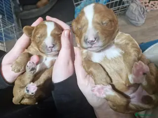 Cavapoo dogs Stunning Cavapoos Health Tested Parents DNA Clear - Advert 6