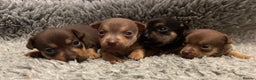 Jack Russell dogs for sale: Beautiful docked miniature Jack Russell puppies - Advert 14
