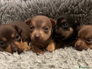 Jack Russell dogs Beautiful miniature Jack Russell puppies - Advert 12