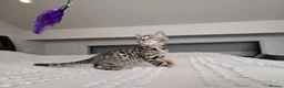Bengal cats for sale: 🖤🩶🤍 BEAUTIFUL BENGAL KITTENS 🤍🩶🖤 - Advert 24