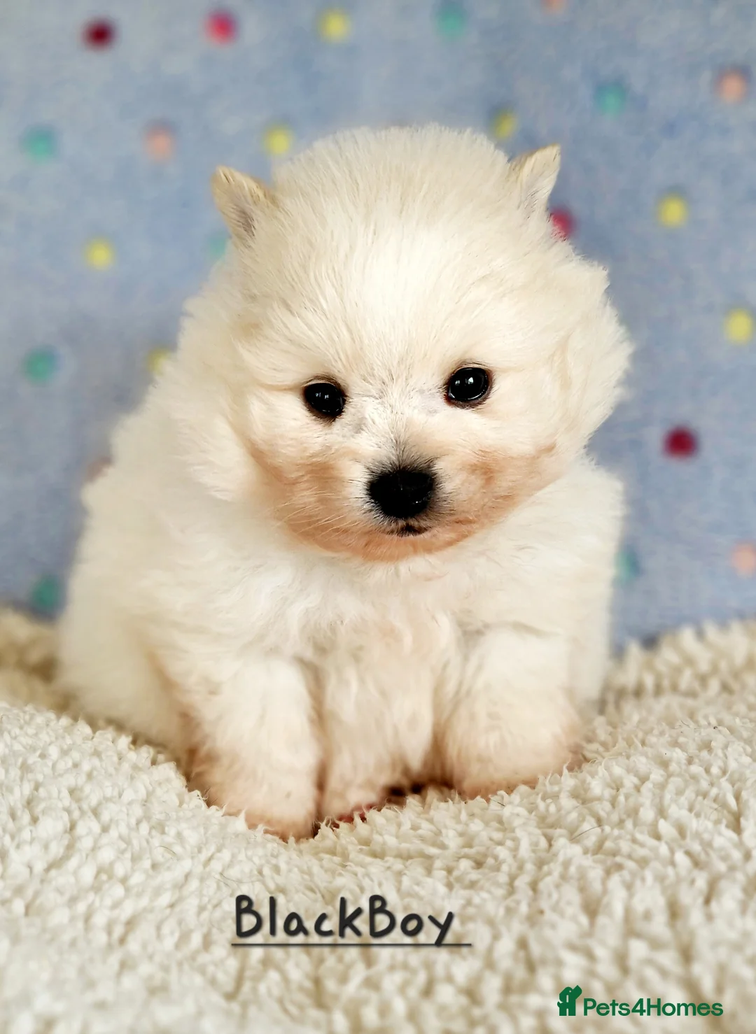 Pomeranian dogs for sale: White Pomeranian Males - Advert 2