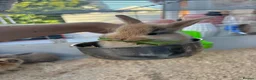 Mini Lop rabbits for sale: Beautiful mini lop bunnies ❤️ - Advert 15