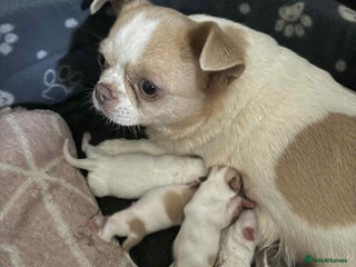 Chihuahua dogs - Advert 1