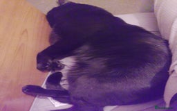 Mixed Breed cats for sale: Looking for new home - Advert 4