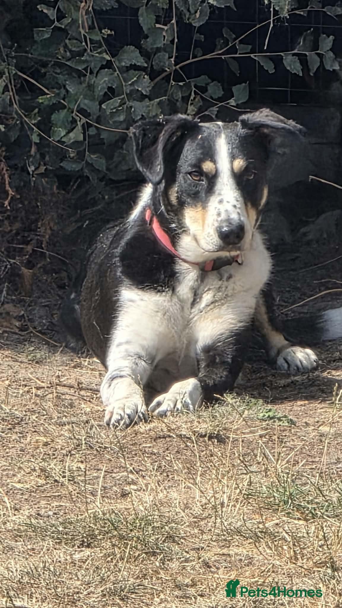 Mixed Breed dogs     🐾 Tommy 💙 Ready to find friends  - Advert 2