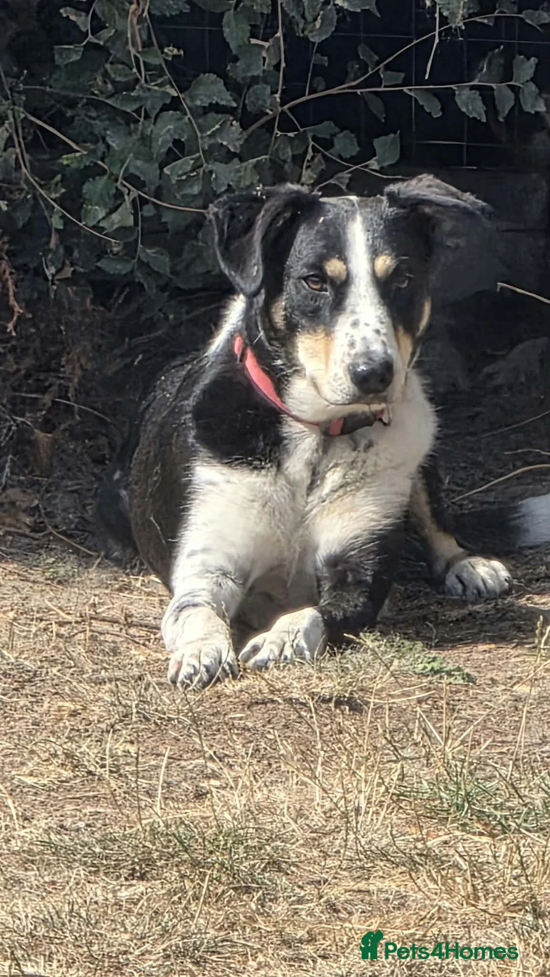 Mixed Breed dogs for adoption:     🐾 Tommy 💙 Ready to find friends  - Advert 1