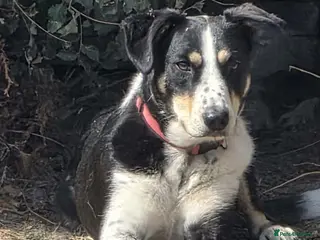 Mixed Breed dogs 🐾 Tommy 💙 Ready to find friends - Advert 2