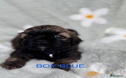 Shih Tzu dogs for sale: 🐾 Beautiful Shih Tzu Puppies🐾 - Image 3