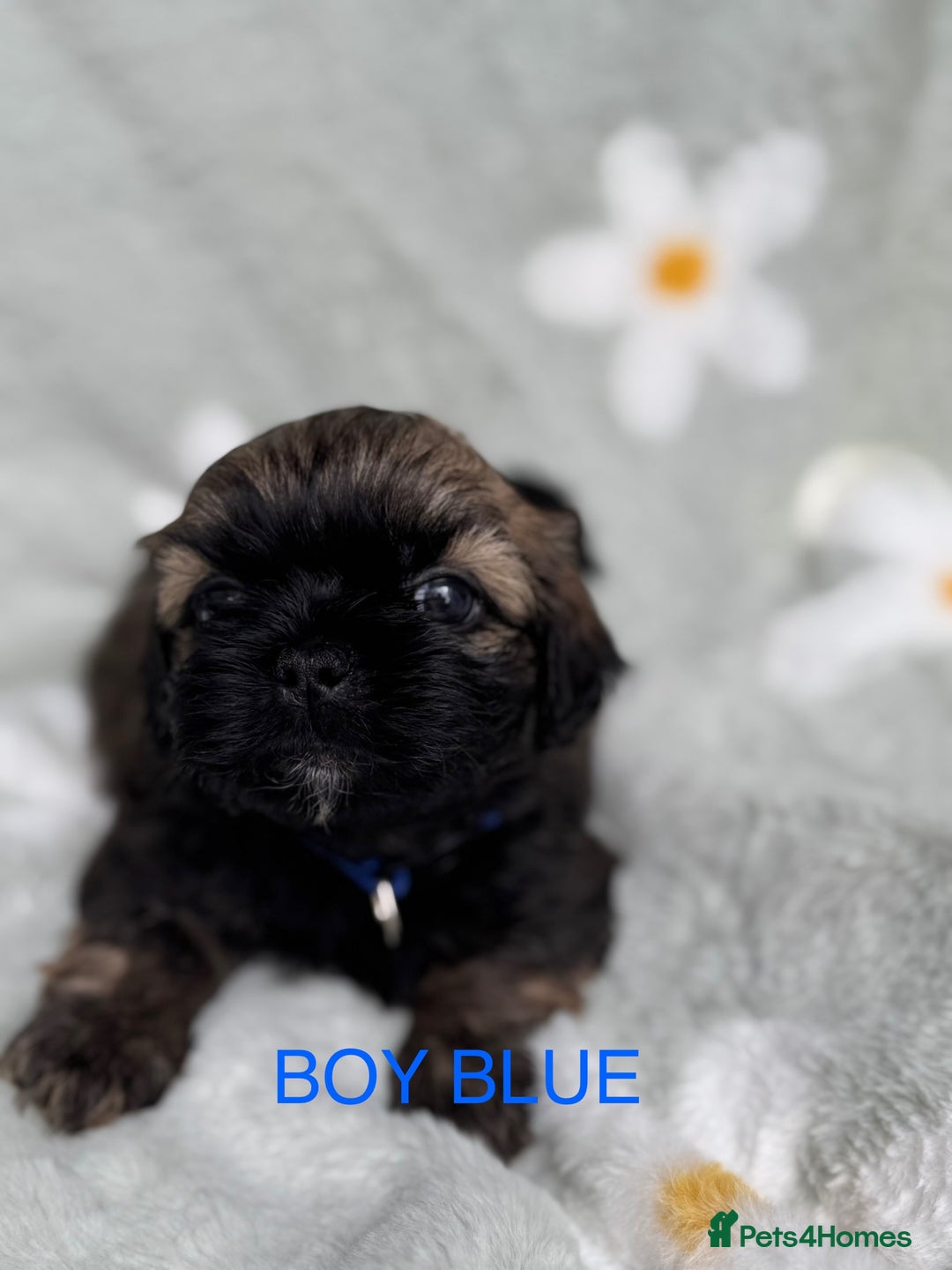 Shih Tzu dogs for sale: 🐾 Beautiful Shih Tzu Puppies🐾 - Image 3