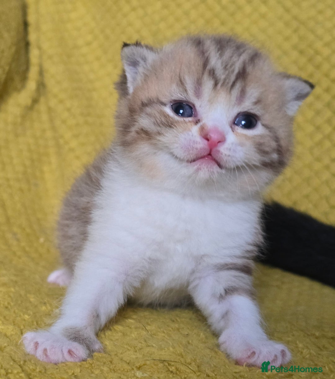 British Shorthair cats for sale: 1 BOY LEFT TICA reg BSH and BLH kittens - Advert 18