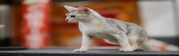 Abyssinian cats for sale: Terrific Toulouse - Advert 12