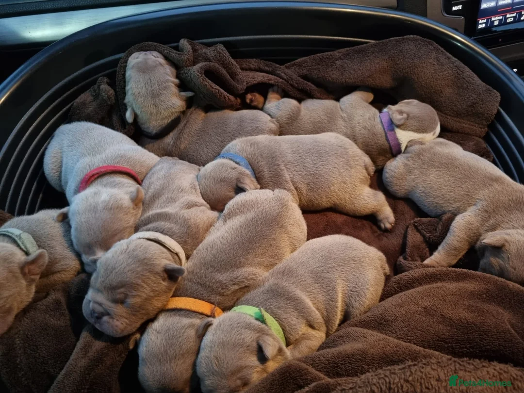 English Bulldog dogs for stud: Proven Full suit lilac and tan KC Bulldog for stud in Huddersfield - Advert 20