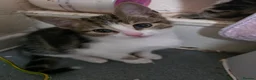 Mixed Breed cats for sale: Kittens in Skelmersdale - Advert 5