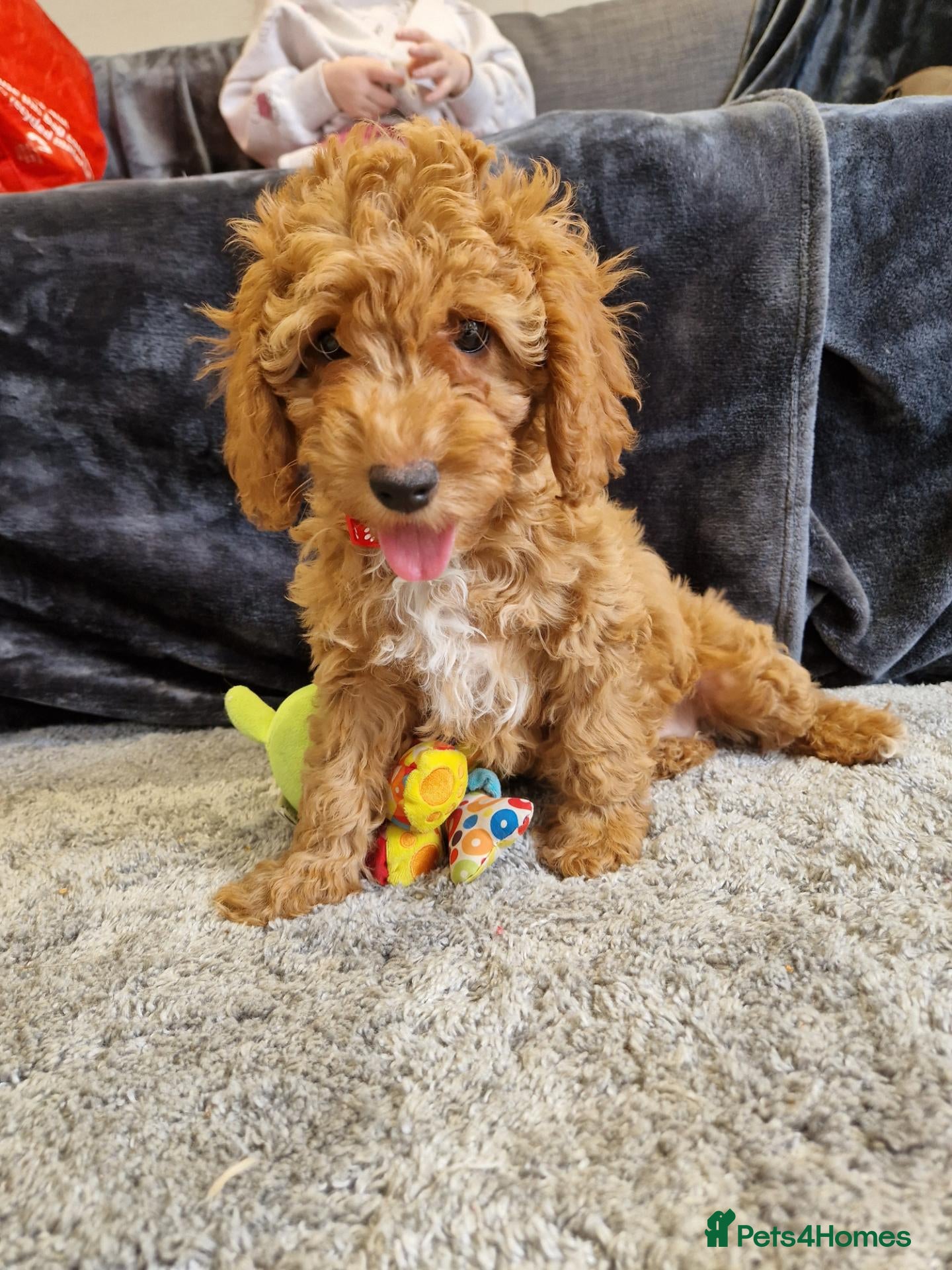 Cavapoo dogs for sale: LAST GIRL!!💖BEAUTIFUL LICENSED-BRED CAVAPOOS💖 - Advert 1