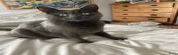 Mixed Breed cats for sale: 4 year old Russian Blue x British Shorthair - Advert 4