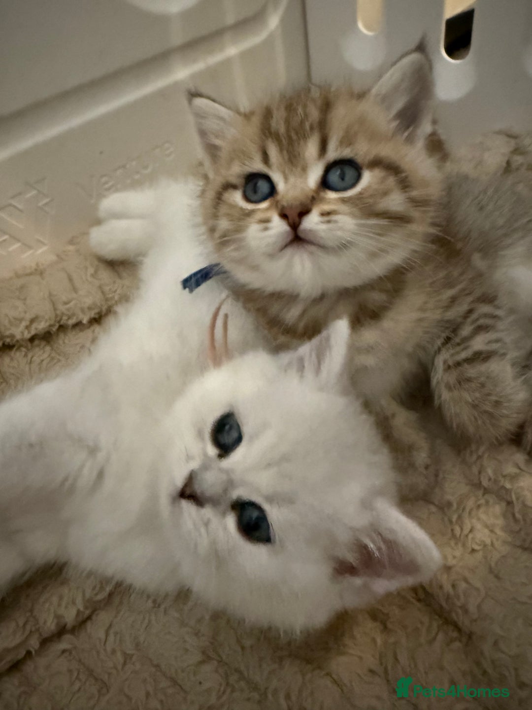 British Shorthair cats for sale: GCCF 🏆 British shorthair kitten🏆 - Image 14