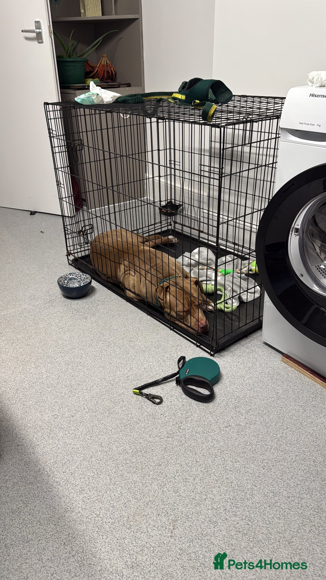 Mixed Breed dogs for sale: Red nose American Pit Bull / Staffy - Advert 5