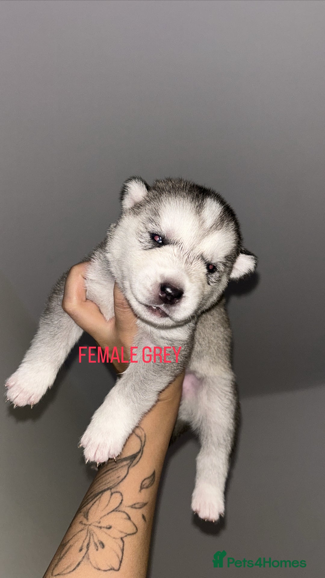Siberian Husky dogs for sale: STUNNING PURE SIBERIAN HUSKY PUPPIES  - Advert 3