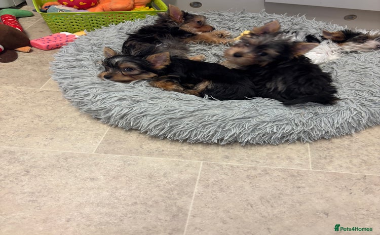 Yorkshire Terrier dogs - Advert 8