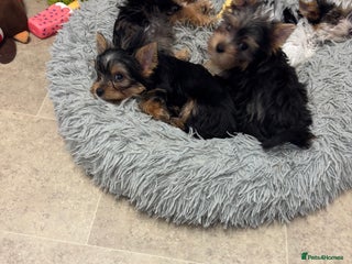 Yorkshire Terrier dogs - Advert 9