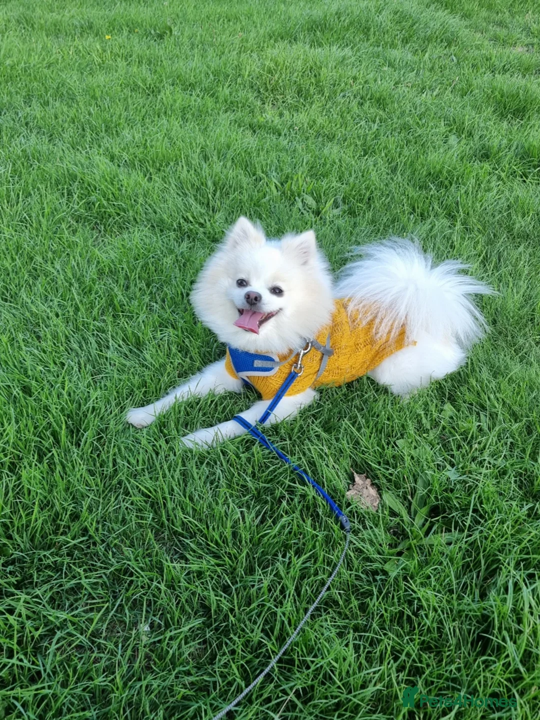 Pomeranian dogs for stud:  White Pomeranian dog “Proven, experienced STUD” in Ilford - Advert 19