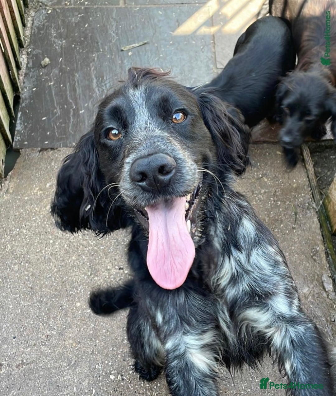 Cocker Spaniel dogs for sale: KC Registered Working Cocker Spaniel Puppies  - Advert 31