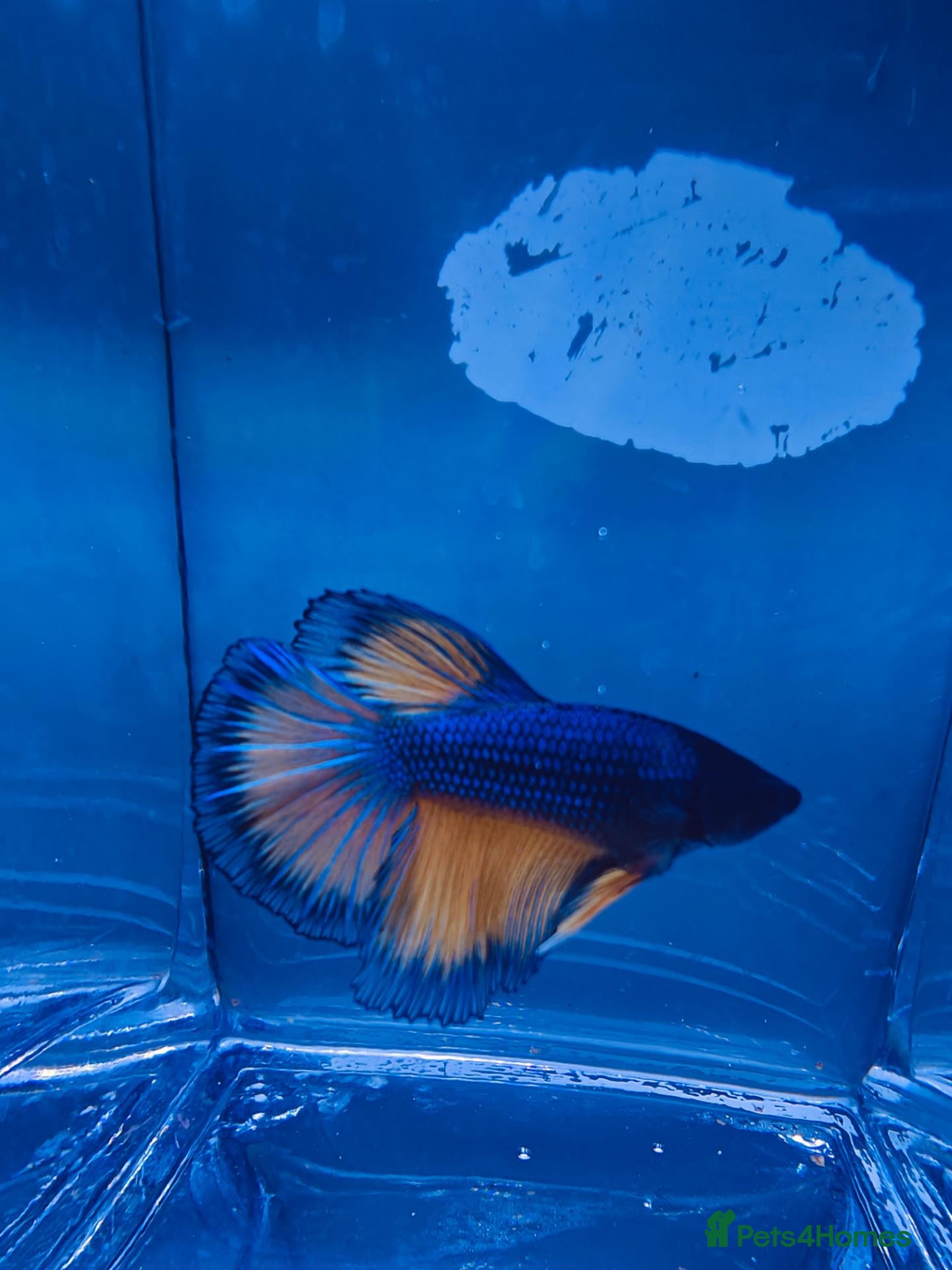 Bettas fish Mustard gas betta with  betta foods  - Advert 1