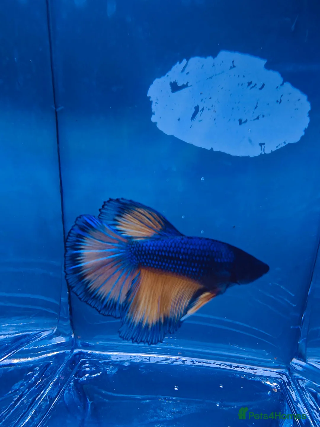 Bettas fish for sale: Mustard gas betta with  betta foods  - Advert 1