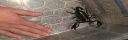 Mixed Breed invertebrates for sale: Mixed invertebrates for sale *see description*  - Advert 6