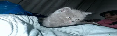 British Shorthair 3