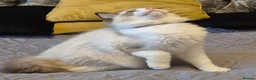 Ragdoll cats for sale: 7 Ragdoll kittens for sale - Advert 22