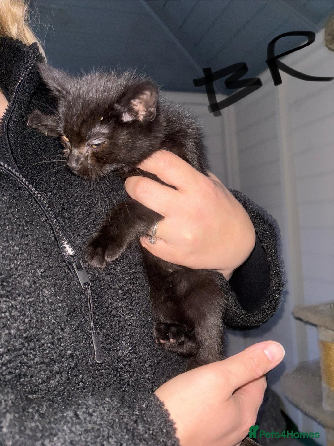 Mixed Breed cats for sale: Kittens for sale  - Image 3