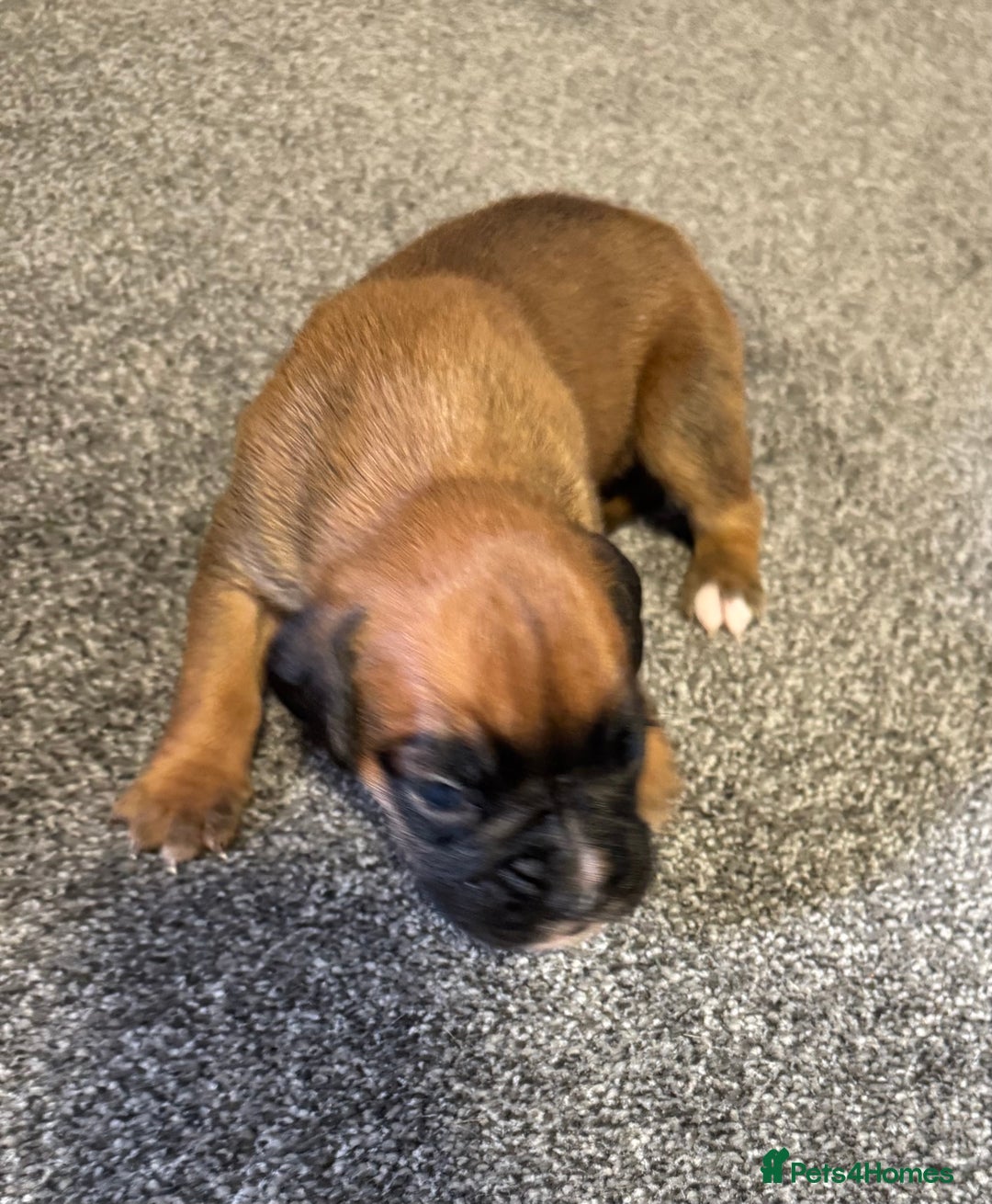 Boxer dogs for sale: KC Registered Boxer Puppies - Image 19