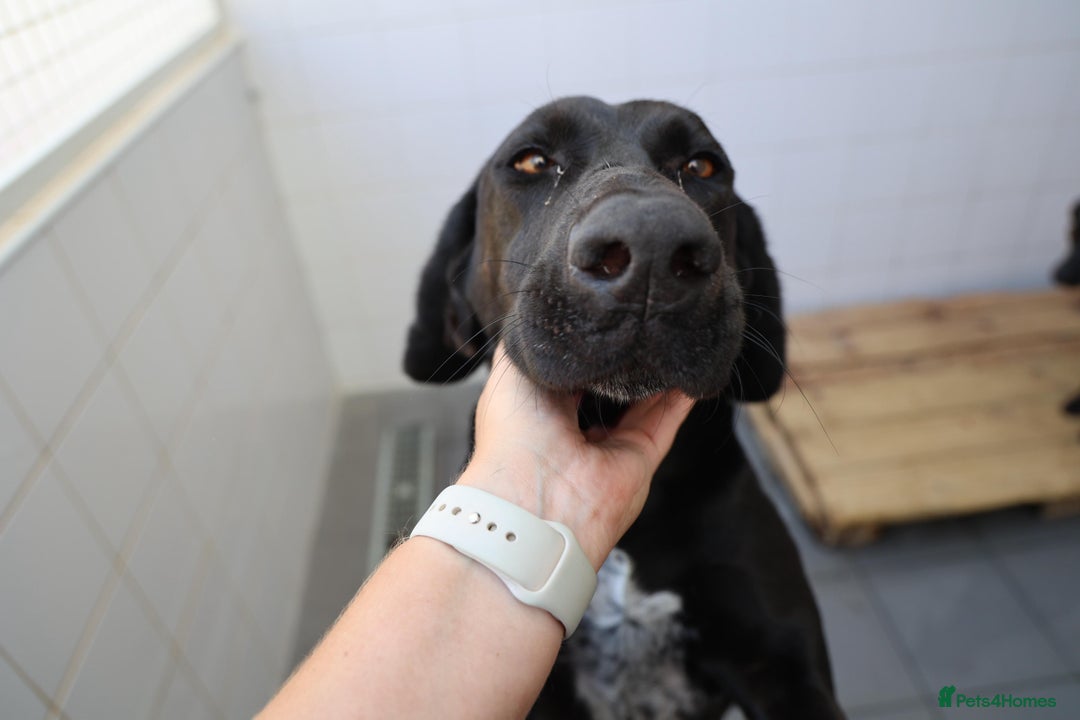 Mixed Breed dogs for adoption: Adorable Angus - Image 7