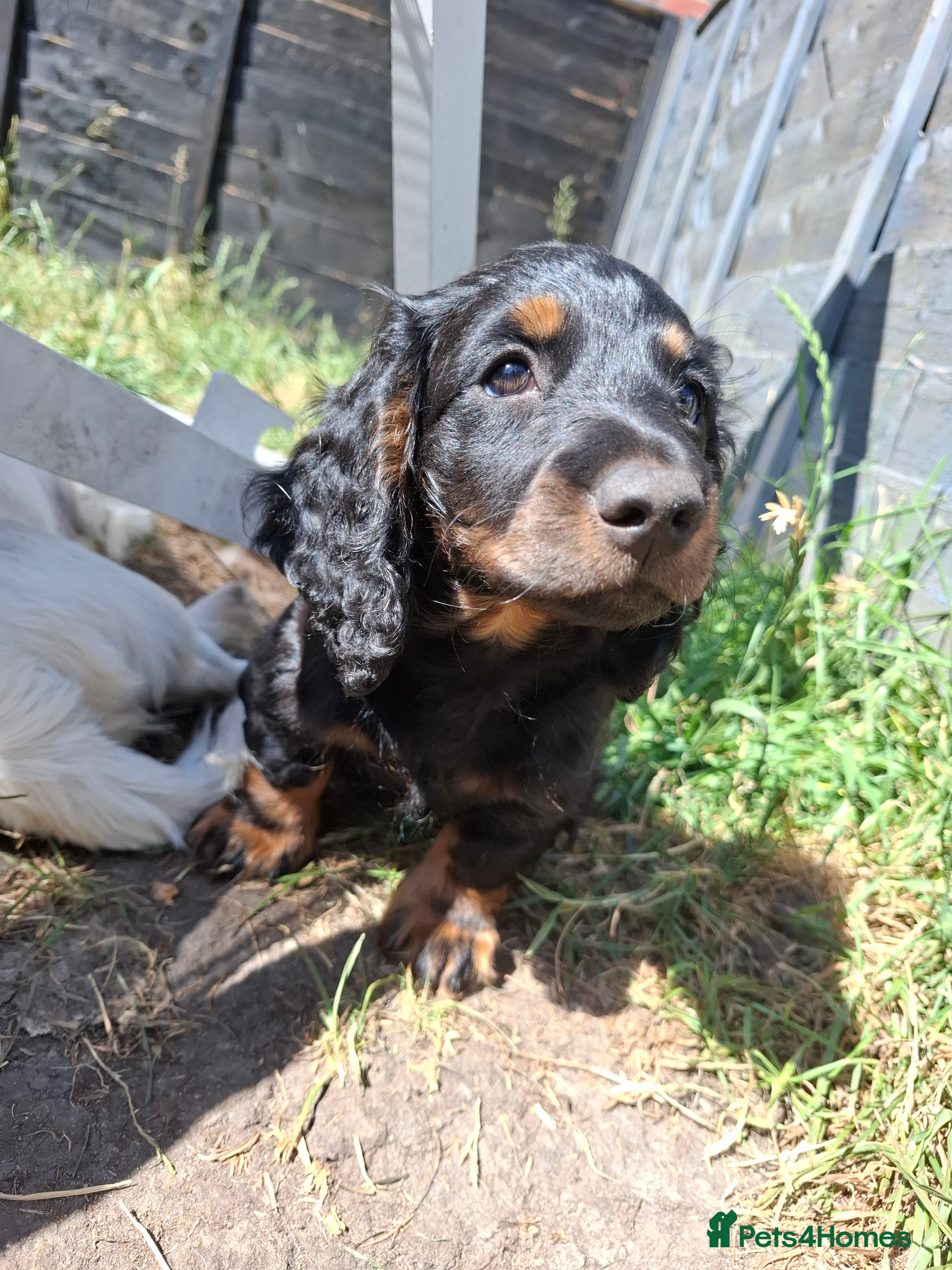 Miniature Dachshund dogs Long Haired miniature dachshund boys  - Advert 2