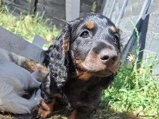 Miniature Dachshund dogs Long Haired miniature dachshund boys - Advert 1