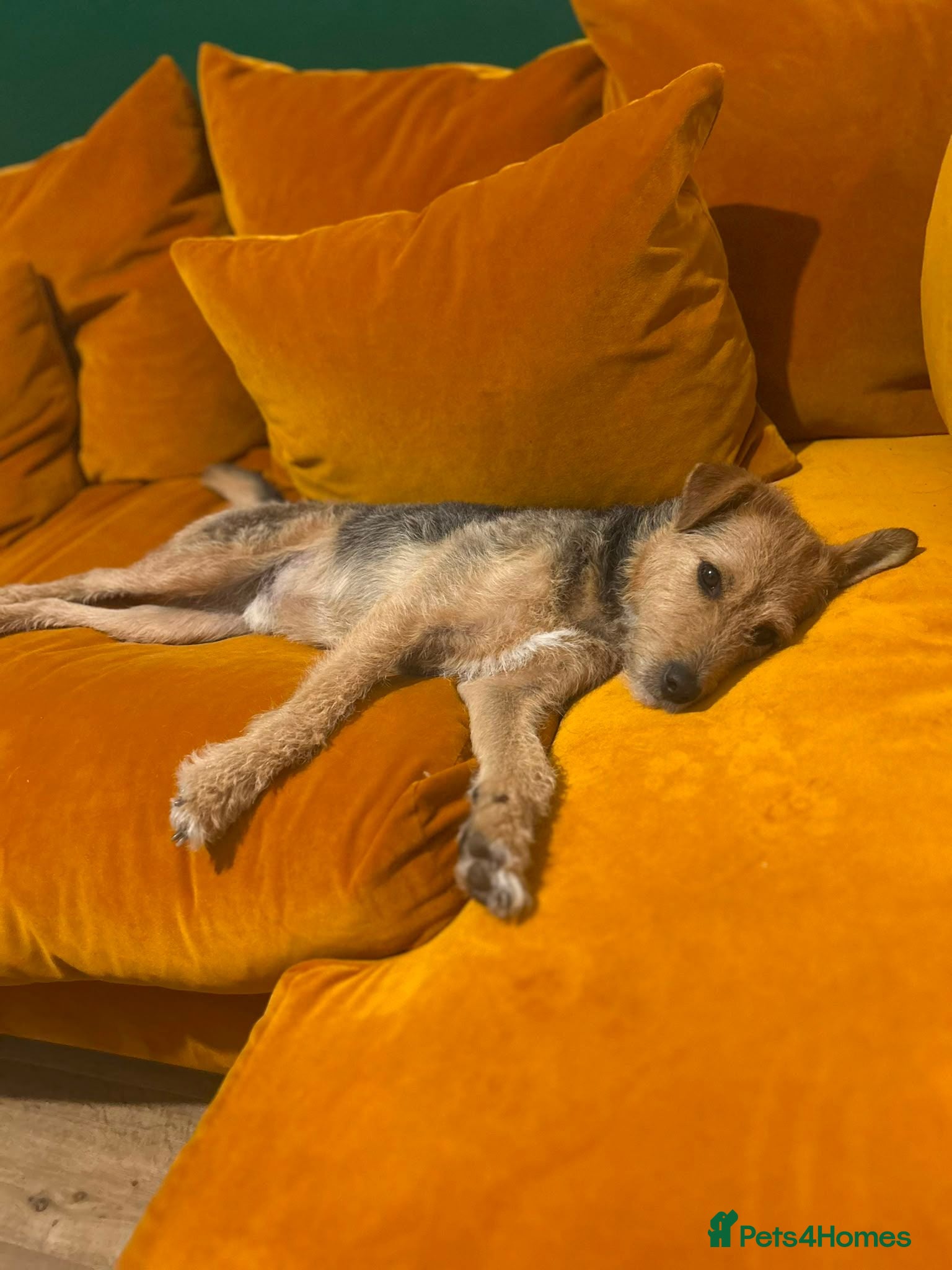 Mixed Breed dogs Gorgeous terrier Ringo seeks home - Advert 2