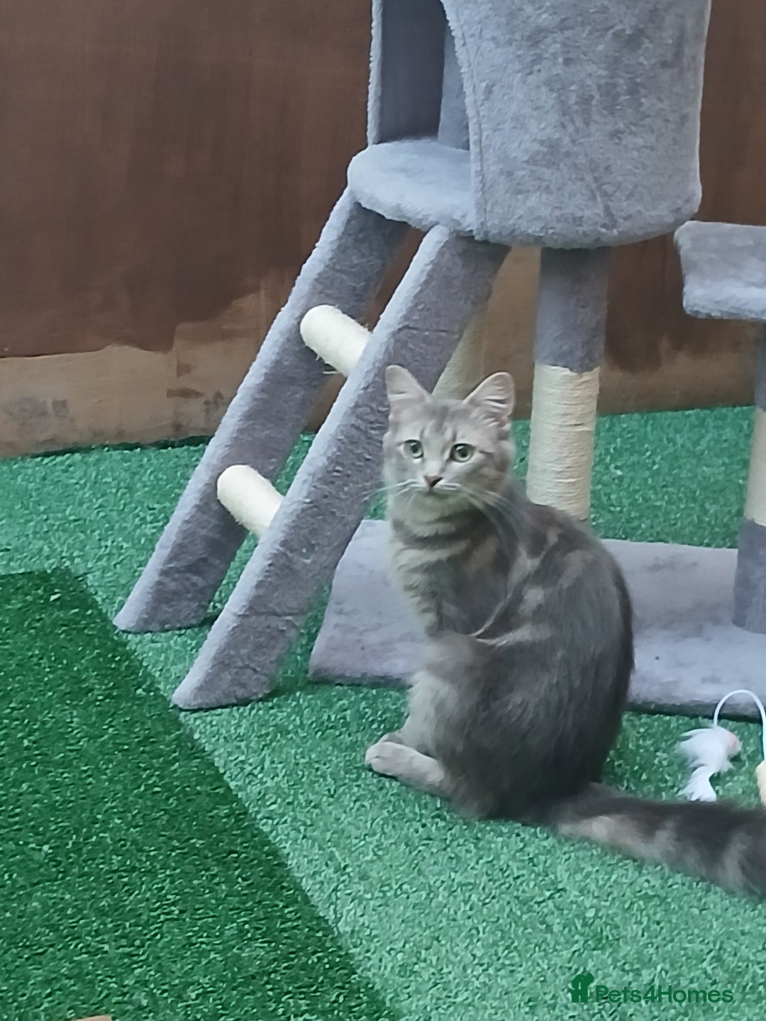 Mixed Breed cats for sale: 2 beautiful boys looking for forever home - Image 3