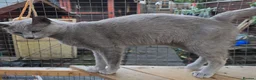 Russian Blue cats for stud: STUD Russian Blue CHAMPION GCCF & TICA - Advert 5