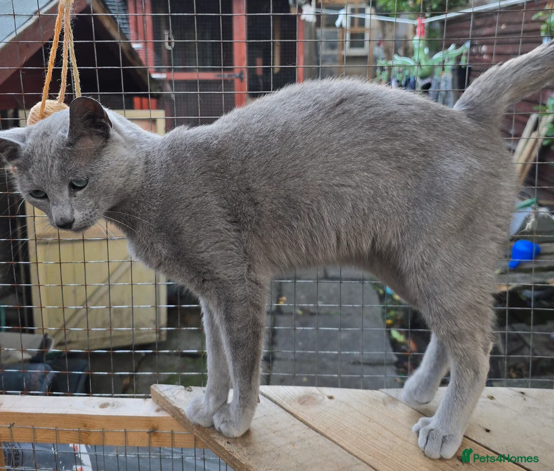 Russian Blue cats for stud: STUD Russian Blue CHAMPION GCCF & TICA - Advert 5