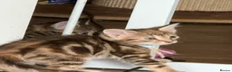 Norwegian Forest Cat cats for sale: 3 stunning half Norwegian kittens left - Advert 17