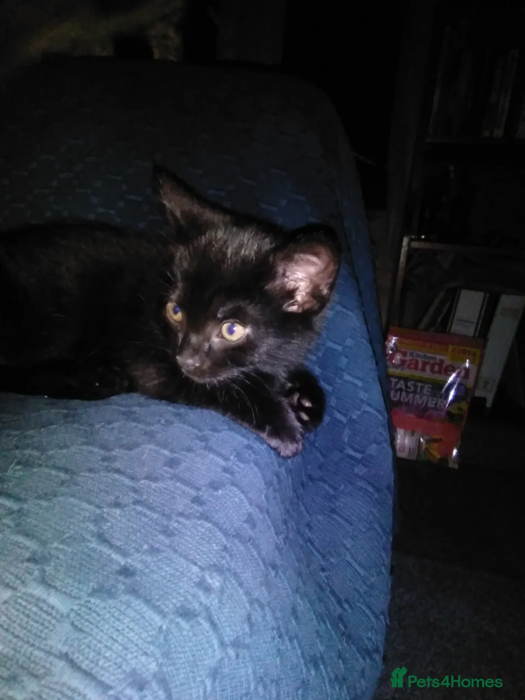 Domestic Shorthair cats for sale: Beautiful kittens - Advert 2