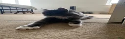 Maine Coon cats for sale: Pure breed maine coon kittens for sale  - Advert 10