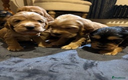 Cocker Spaniel dogs for sale: The Perfect Mix Cocker Puppies Working x Show  - Image 10